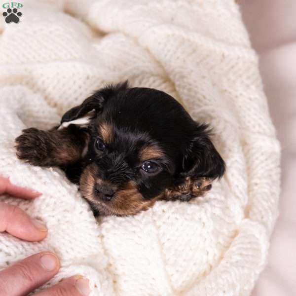 Barry, Bernedoodle-Munchkin Puppy